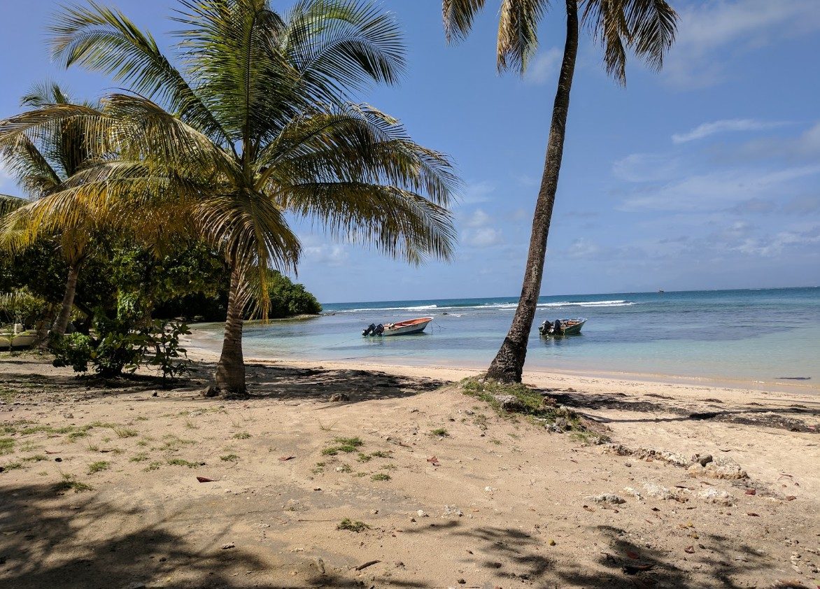 Les cocotiers penchés sur le rivage